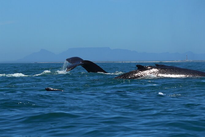 1 Day Whale Watching at Yzerfontein - Searching for humpback supergroups