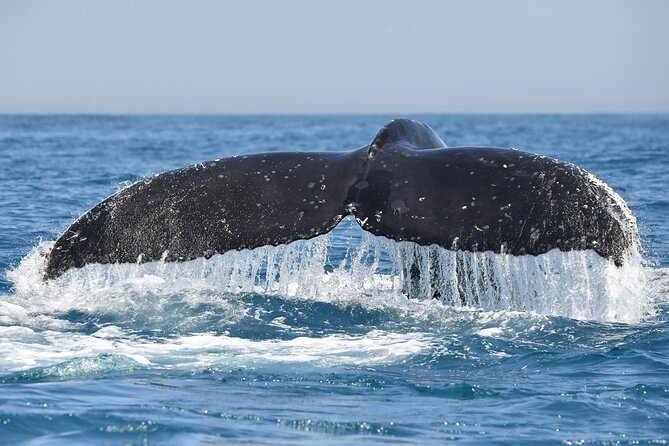 1 Day Whale Watching at Yzerfontein - What you might see besides whales