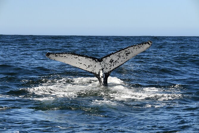 1 Day Whale Watching at Yzerfontein - A respectful approach to wildlife
