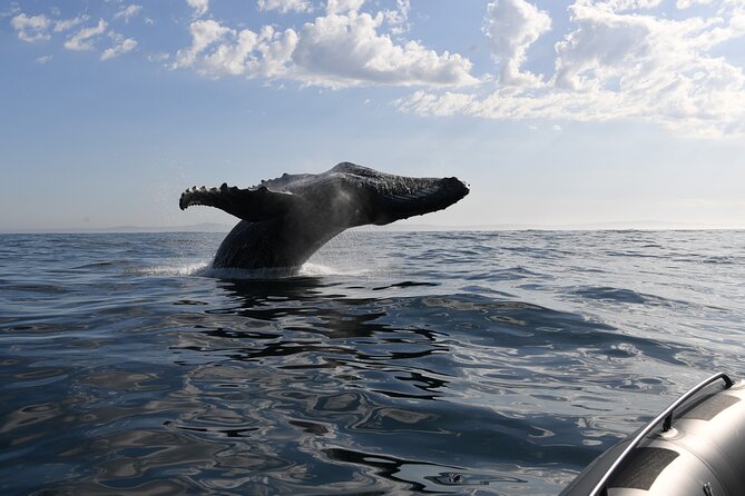 1 Day Whale Watching at Yzerfontein - Lunch and the return to Yzerfontein
