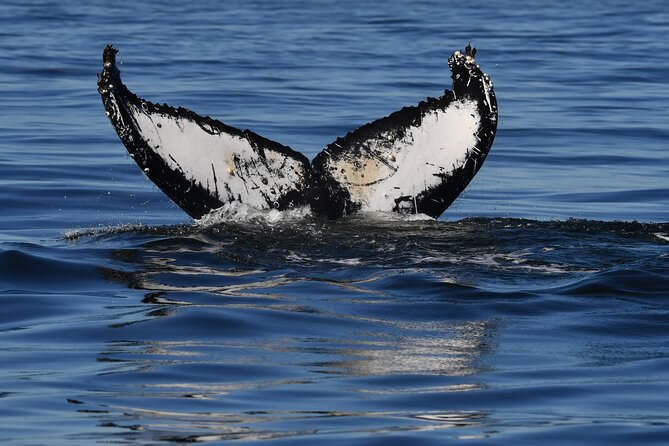 1 Day Whale Watching at Yzerfontein - Price and what the $331.87 covers