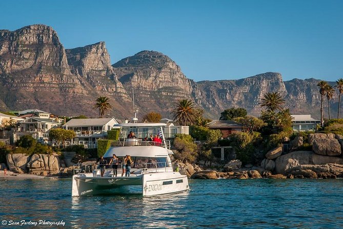 1 Hour Coastal Catamaran Cruise from Cape Town - Wildlife sightings are a welcome extra