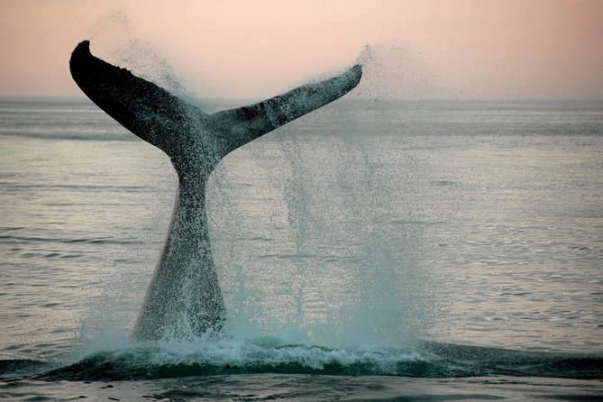 10 Day Cape & Garden Route Tour Combo with add-on accommodation - Route 62 and the dry Klein Karoo