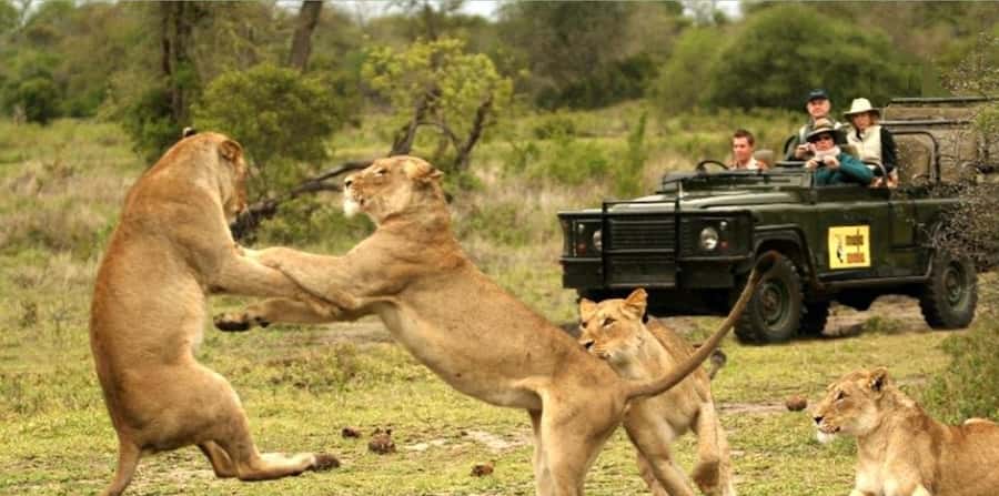 10 Day South Africa Tour Joburg to Cape Town - Addo Elephant National Park near Port Elizabeth