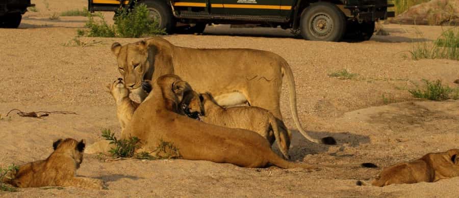 10 Day South Africa Tour Joburg to Cape Town - Bloukrans Bridge and the Knysna coast