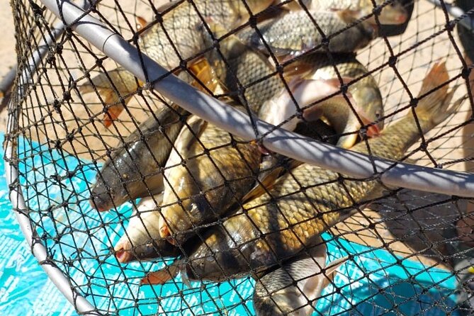 100 % Catch Rate Cape Town Wild Tours - Why the family angle works
