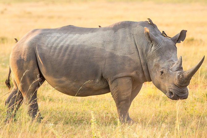13 Day Safari - Cape Town to Johannesburg - Day 4: Bloukrans Bridge and Addo Elephant National Park