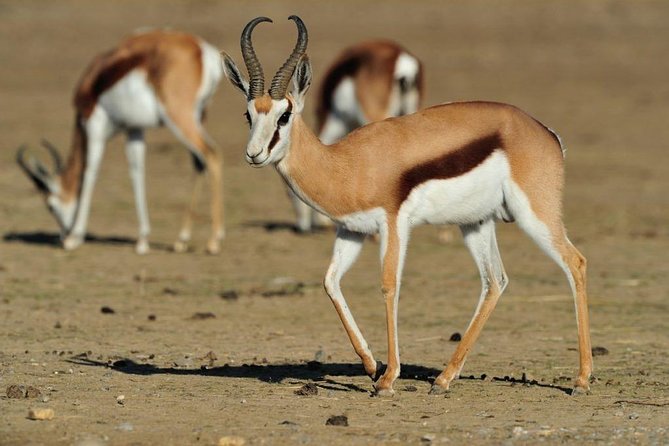 13 Day Safari - Cape Town to Johannesburg - Day 5: Port Alfred and East London