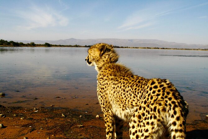 2 Day Inverdoorn Luxury Safari - From Cape Town to the Ceres fruit valley