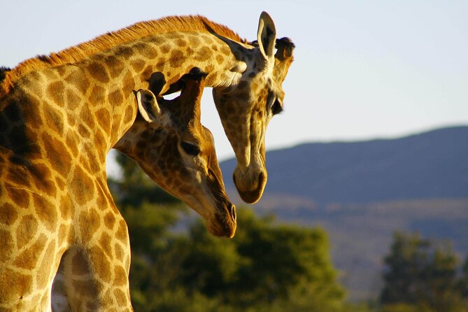 2 Day Inverdoorn Luxury Safari - Weather, clothing, and practical preparation