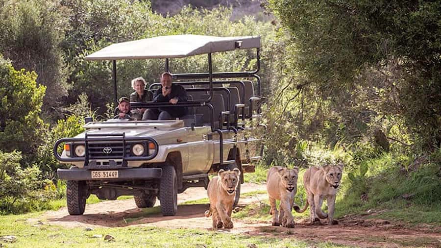 2 Day Small Group Cape Town: Garden Route Big 5 Safari Tour - Why this two-day trip works