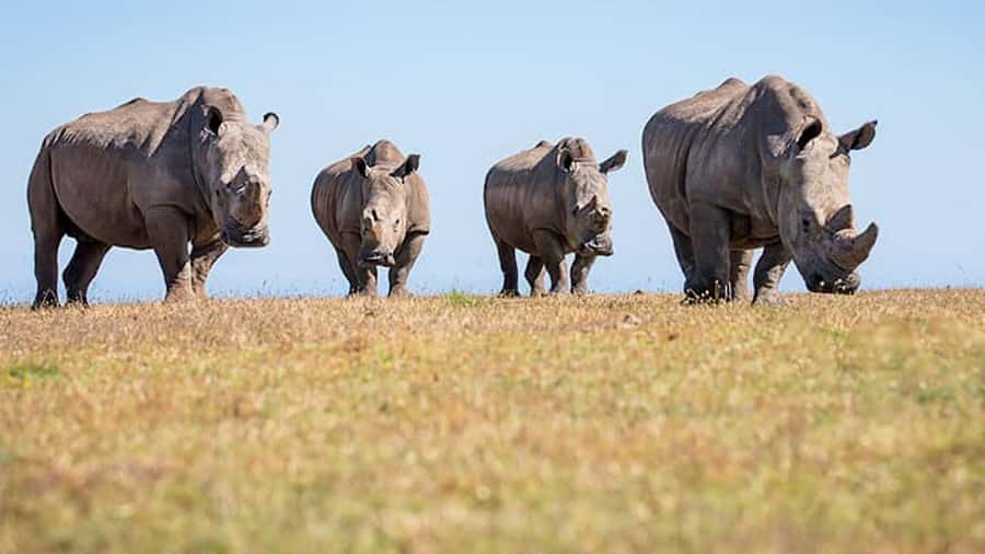 2 Day Small Group Cape Town: Garden Route Big 5 Safari Tour - Afternoon at Buffelsdrift Game Reserve