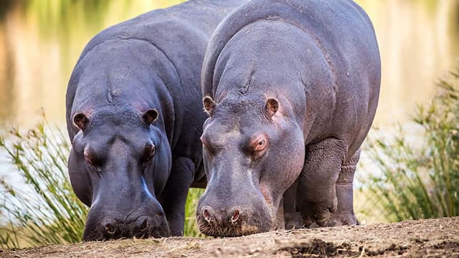 2 Day Small Group Cape Town: Garden Route Big 5 Safari Tour - Giraffes and ostriches on Day 2