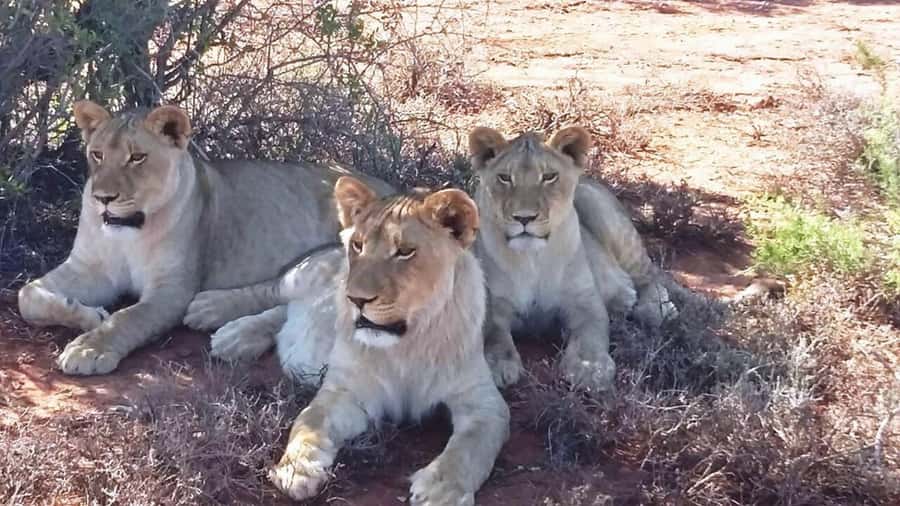 2 Day Small Group Cape Town: Garden Route Big 5 Safari Tour - The three-hour Botlierskop safari