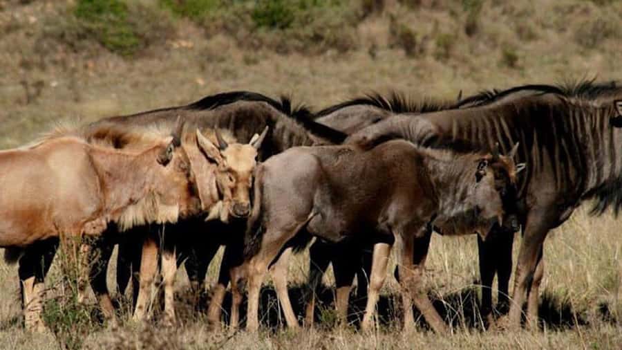 2 Day Small Group Cape Town: Garden Route Big 5 Safari Tour - What the $1,908 price really covers