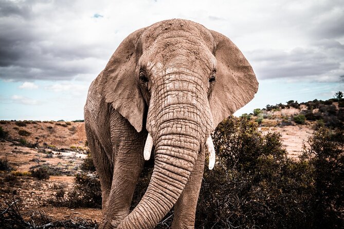 2 Day Small Group Garden Route Big 5 Safari Tour from Cape Town - 6:00 to 6:30 departure from Cape Town