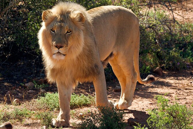 2 Day Small Group Garden Route Big 5 Safari Tour from Cape Town - The second morning: giraffes and ostriches