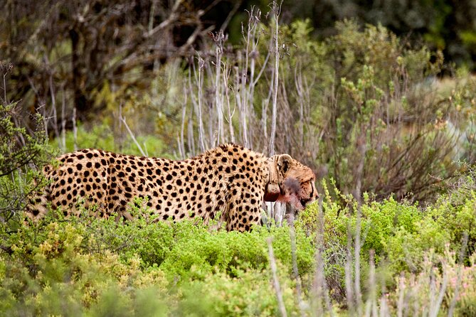 2 Day Small Group Garden Route Big 5 Safari Tour from Cape Town - The long return to Cape Town