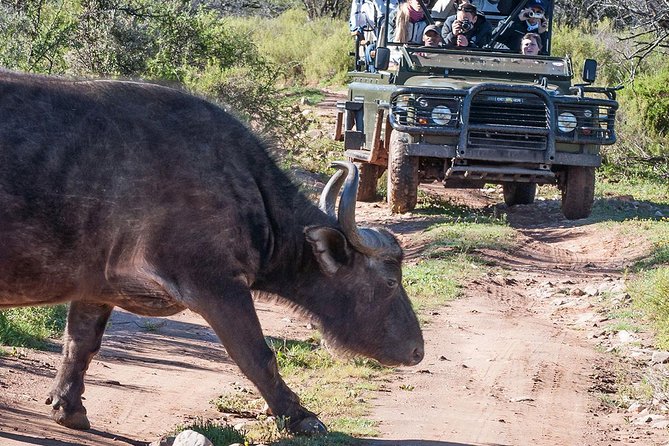 2 Day South African Wildlife Tour with 4x4 Safari from Cape Town - Leaving Cape Town before breakfast