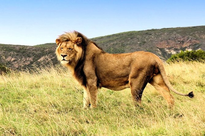 2 Day South African Wildlife Tour with 4x4 Safari from Cape Town - Route 62 makes the return journey worthwhile