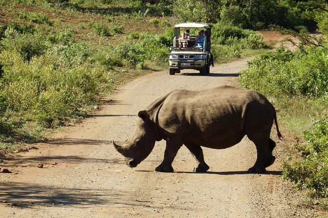 2 Day South African Wildlife Tour with 4x4 Safari from Cape Town - Botlierskop brings the strongest wildlife action