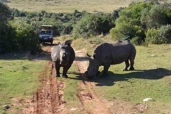 2 Day Wild Heart Western Cape Safari Tour with Private Transfers - What $738.80 buys you over two packed days