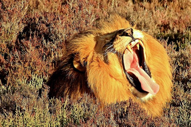 2 Day Wild Heart Western Cape Safari Tour with Private Transfers - Oudtshoorn and the dry turn into the Klein Karoo
