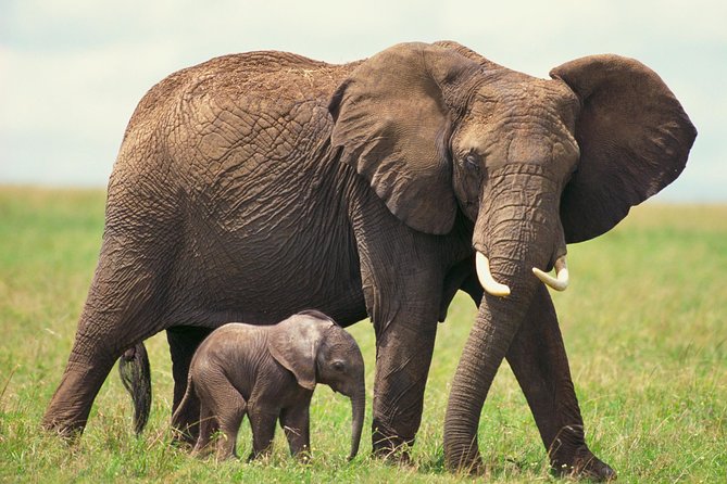 2 Day Wild Heart Western Cape Safari Tour with Private Transfers - Day 2: Buffelsdrift and a quieter bush experience
