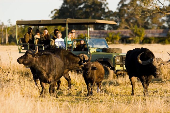 2-Hour Game Drive at the Plettenberg Bay Game Reserve - At a glance