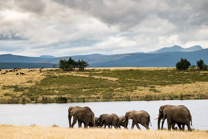 2-Hour Game Drive at the Plettenberg Bay Game Reserve - The ranger can make or break the experience