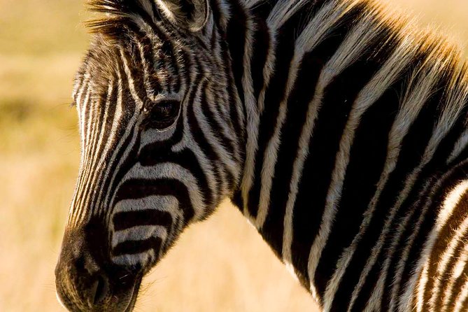 2-Hour Game Drive at the Plettenberg Bay Game Reserve - What makes the animal encounters worthwhile