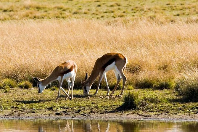 2-Hour Game Drive at the Plettenberg Bay Game Reserve - Is $57.24 a fair price?