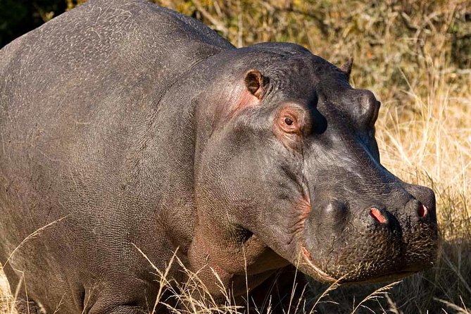 2-Hour Game Drive at the Plettenberg Bay Game Reserve - Morning or afternoon: choosing your departure