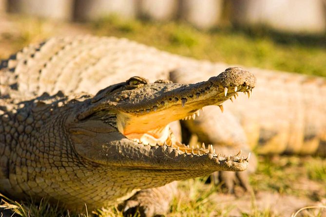 2-Hour Game Drive at the Plettenberg Bay Game Reserve - Who should book this game drive?