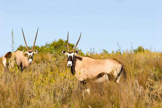 2-Hour Game Drive at the Plettenberg Bay Game Reserve - Two hours among elephants, rhinos, and antelope