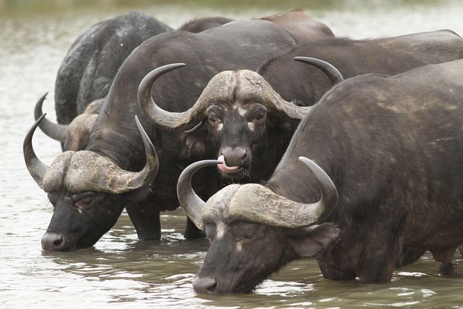2-Nights 5-star Sanbona Game Reserve with private transfers to and from Sanbona - The 8:00 am departure from Cape Town