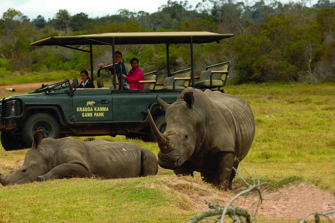 2hr Guided Game Drive at 10h00; Kragga Kamma Game Park Ticket - A compact safari near Port Elizabeth
