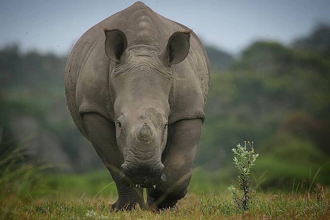 2hr Guided Game Drive at 10h00; Kragga Kamma Game Park Ticket - Why the guide makes a difference