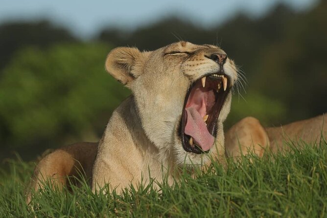 2hr Guided Game Drive at 10h00; Kragga Kamma Game Park Ticket - Food, coffee, and what to bring