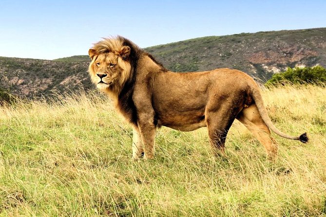 3 Day Garden Route Highlights and Safari with Private Transfers - Why this three-day route works