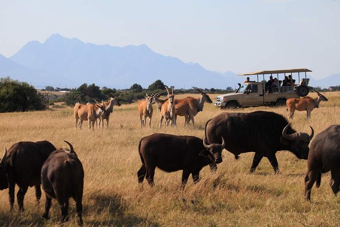 3 Day Garden Route Highlights and Safari with Private Transfers - What the $1,096.65 price really covers