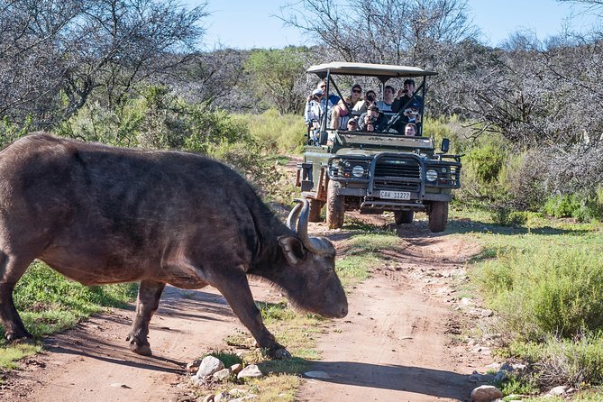 3 Day Garden Route Highlights and Safari with Private Transfers - The elephant option at Buffelsdrift