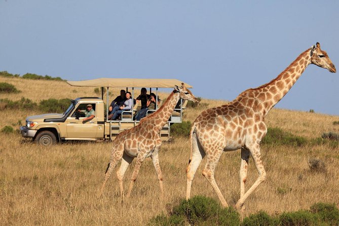 3 Day Garden Route's Best Highlights with Safari from Cape Town - Bloukrans Bridge and the choice to jump