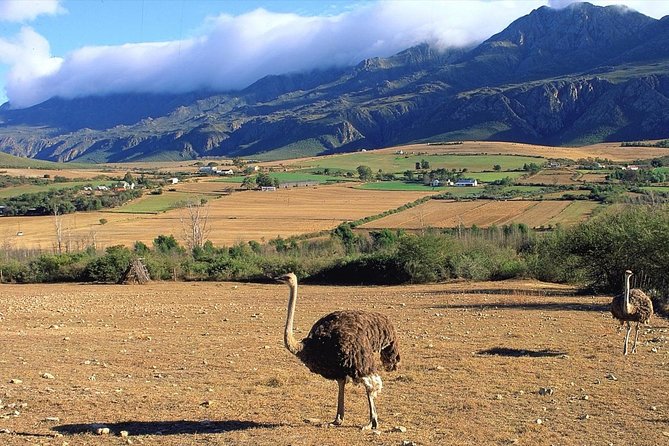 3 Day Garden Route's Best Highlights with Safari from Cape Town - Botlierskop safari: a final search for the Big Five