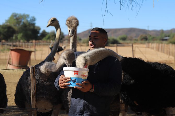 3 Day Garden Route Tour - Oudtshoorn’s ostrich farms and lunch
