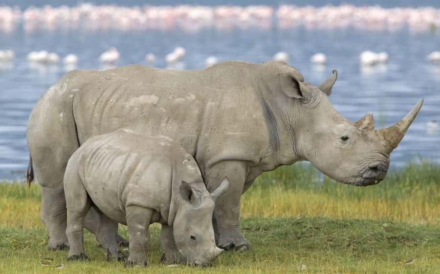 3 Day Hluhluwe & Isimangaliso Wetlands Pk Tour from Durban - Day 1: Big Five country at Hluhluwe-Imfolozi