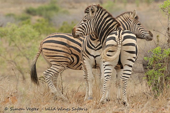 3-Day Kruger National Park Open Vehicle Safari - Day one: entering Kruger and starting the search