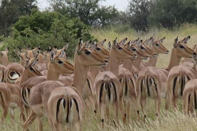 3 Day Kruger National Park Safari & Panorama Route - Day 1: The long road from Johannesburg to Kruger