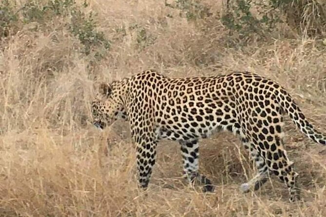 3 Day Kruger National Park Safari & Panorama Route - What the guides add to the experience