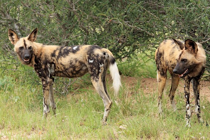 3 Day Kruger National Park Safari & Panorama Route - Accommodation and the price question